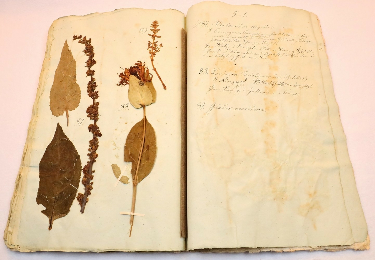Plante nr. 89 frå Ivar Aasen sitt herbarium.  