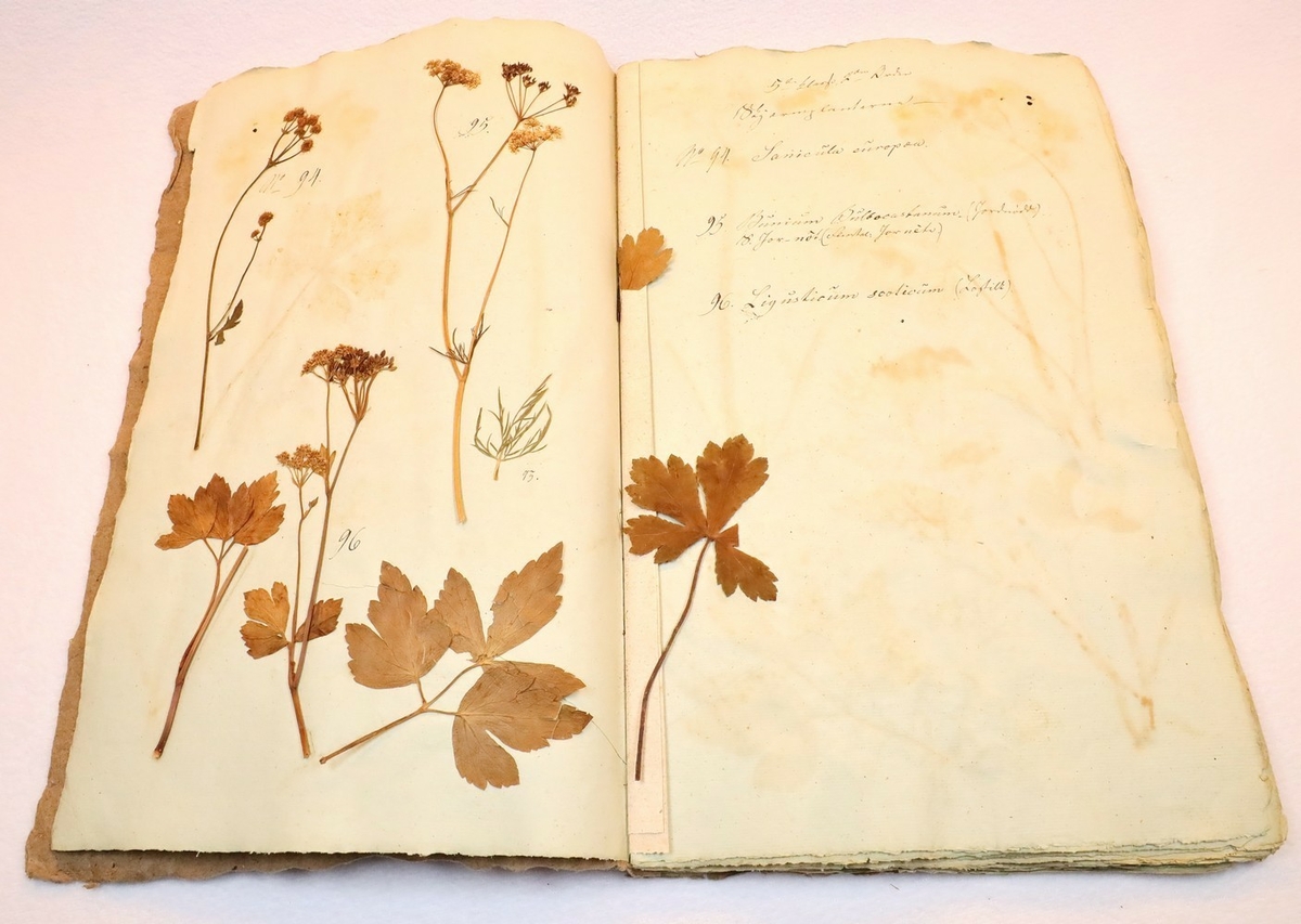 Plante nr. 94 frå Ivar Aasen sitt herbarium.  