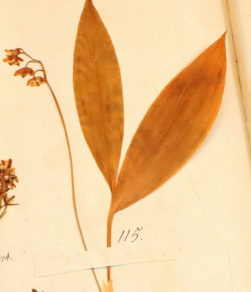 Plante nr. 115 frå Ivar Aasen sitt herbarium.  