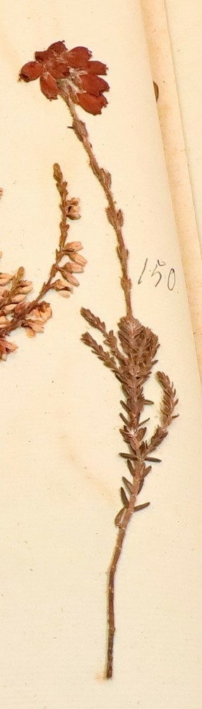 Plante nr. 150 frå Ivar Aasen sitt herbarium.  
