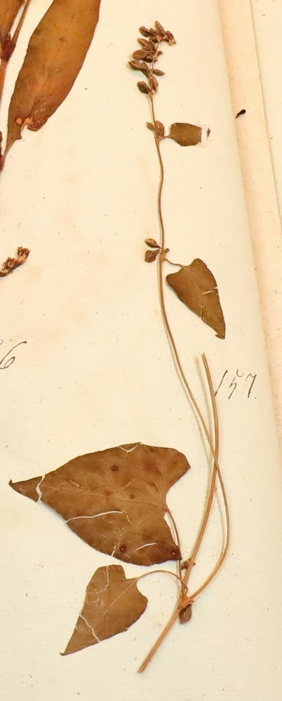 Plante nr. 157 frå Ivar Aasen sitt herbarium.  