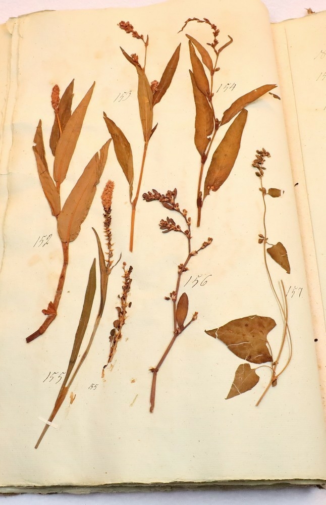 Plante nr. 157 frå Ivar Aasen sitt herbarium.  