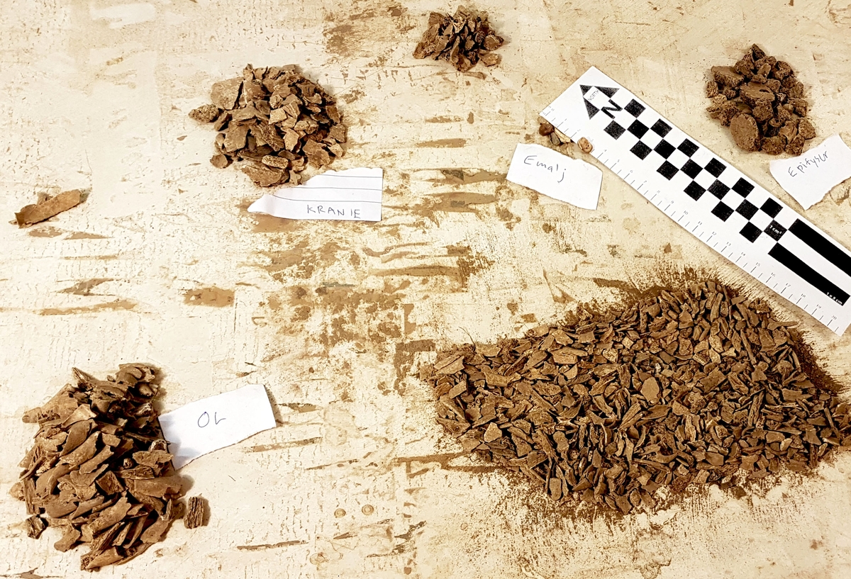 Osteologiskt material från undersökningen vid Åsen, Kolbäck 1968-1970