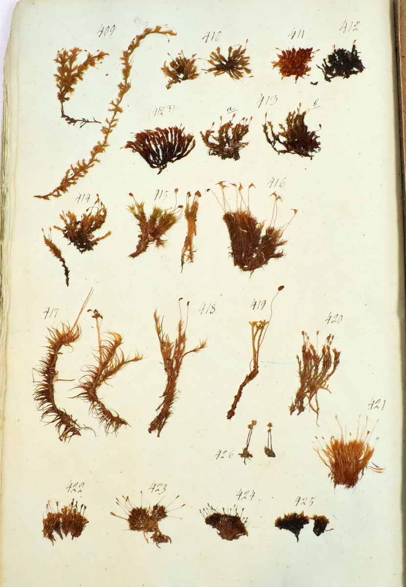 Plante nr. 422 frå Ivar Aasen sitt herbarium.  


Planten er i same art som nr. 423 og 424 i herbariet