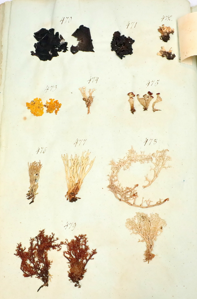 Plante nr. 478 frå Ivar Aasen sitt herbarium. 
