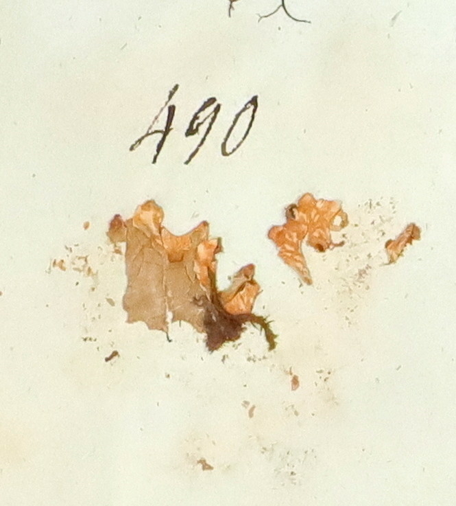 Plante nr. 490 frå Ivar Aasen sitt herbarium. 


Planten er i same art som nr. 492 i herbariet