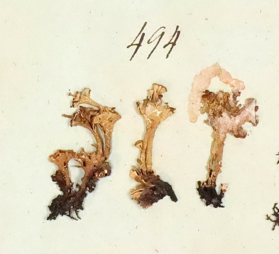 Plante nr. 494 frå Ivar Aasen sitt herbarium. 
