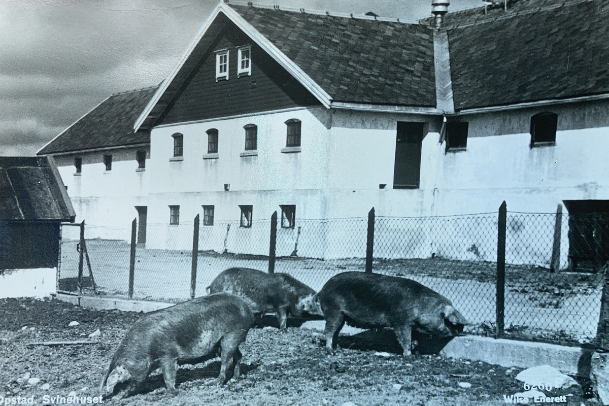 Tre inngjerdede griser foran et grisehus.