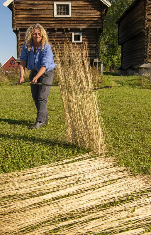 Kvinne i blå skjorte vender linstrå som ligger på bakken til tørk.