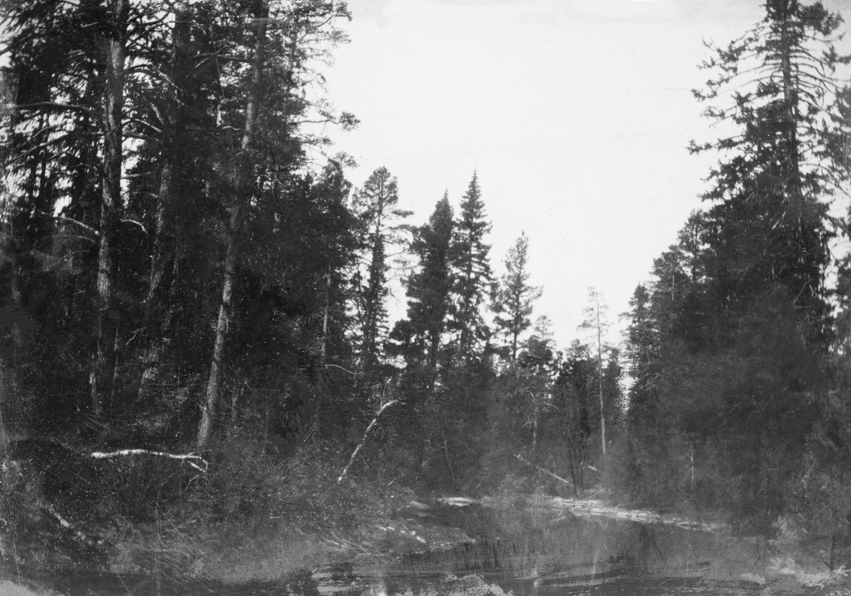 Blandet furu- og granbestand omkring stilleflytende elv.  Utekstet kopi, plassert i en del av Skogvesenets album nr. 3 der de stedsbestemte opptakene er fra Engerdal. 