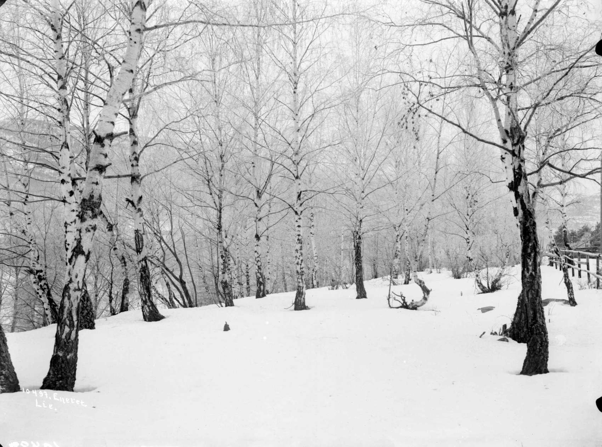 15.01.1908. Birkeskog ved Fronheim. Skog med bjørketrær.