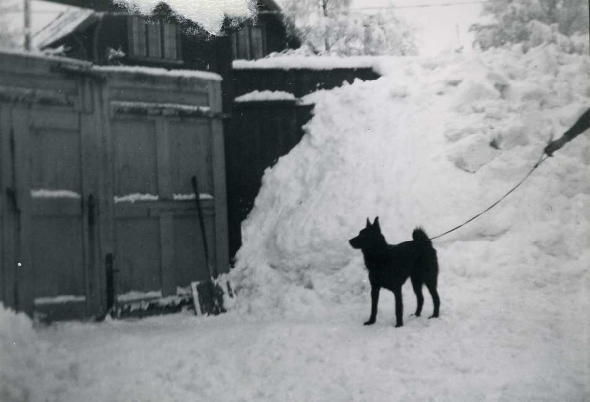 Hund, snø, port