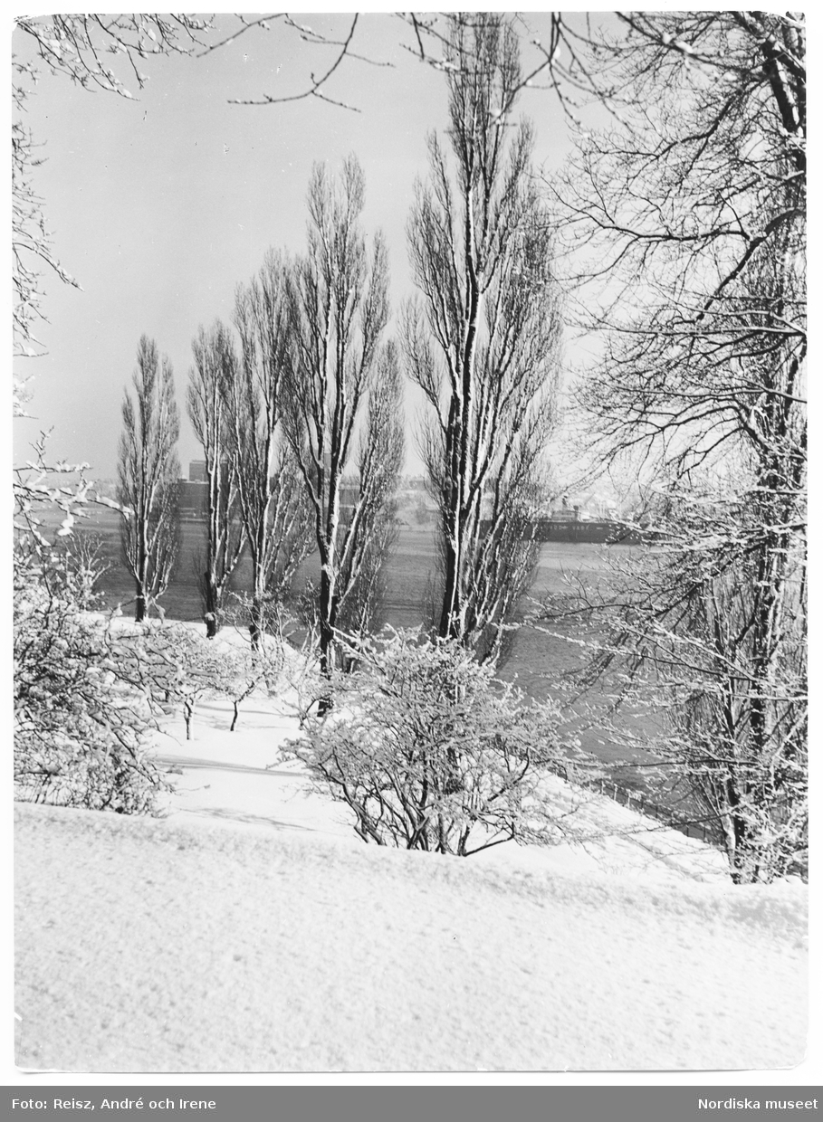 Vinterbild, snön ligger djup på marken, trädens grenar är snötyngda. I bakgrunden vatten med ett passerande fartyg.