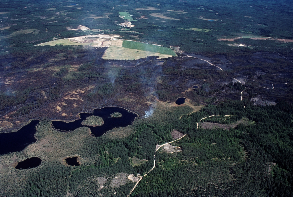 Skoglandskap preget av skogbrann. Bildet er tatt etter skogbrannen på Starmoen - Hornmoen i Elverum i 1976. T.v.sees Holmtjenna. Svartholtet, Elverum, Hedmark.