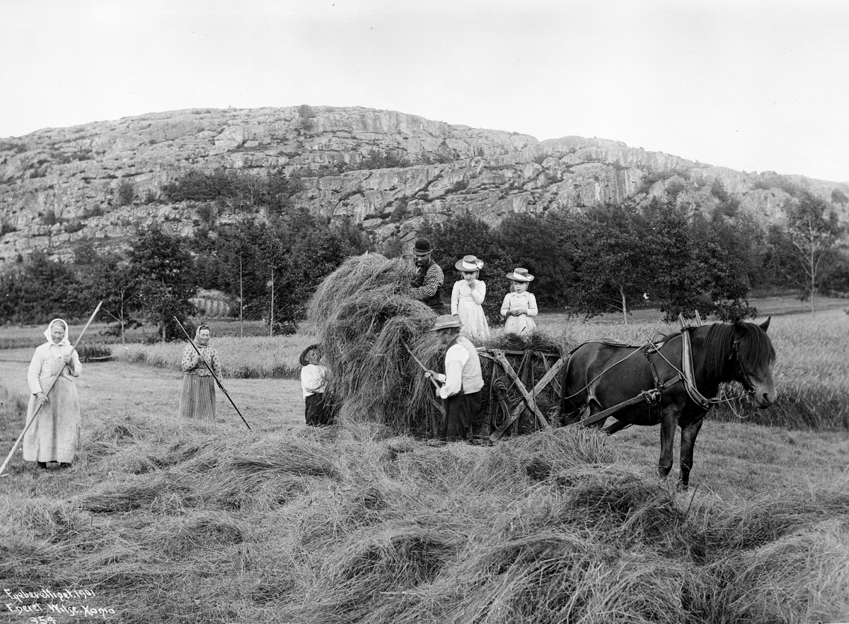 Tjømø høionn, innkjøring av høiet juli 1903