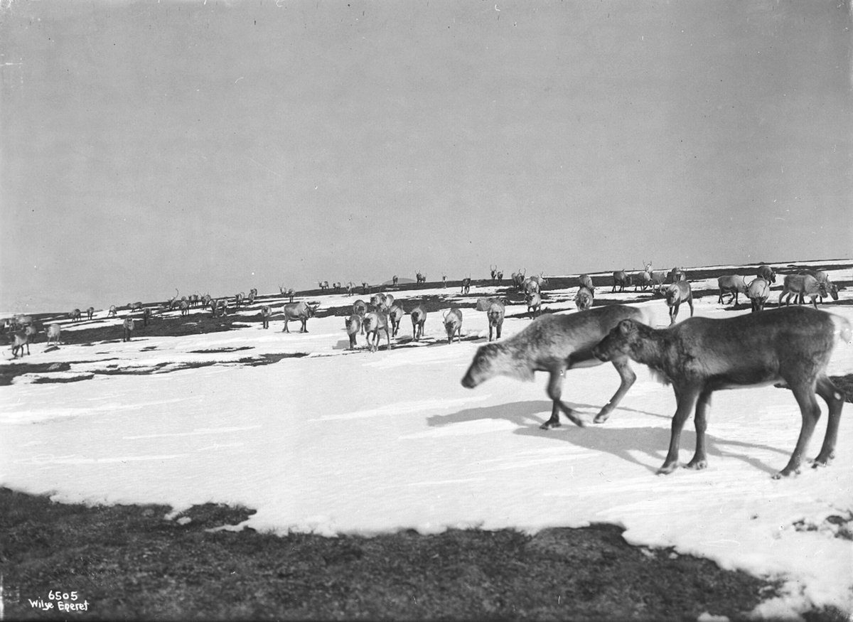 Reinsdyr på vidda. Fotografert i april 1907.