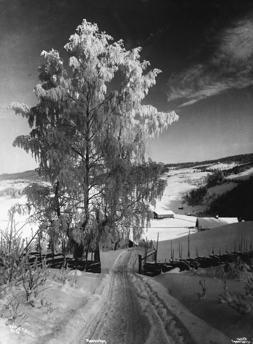 Bjørk dekket i rimfrost ved Grua, Lunner, Oppland, 1914.