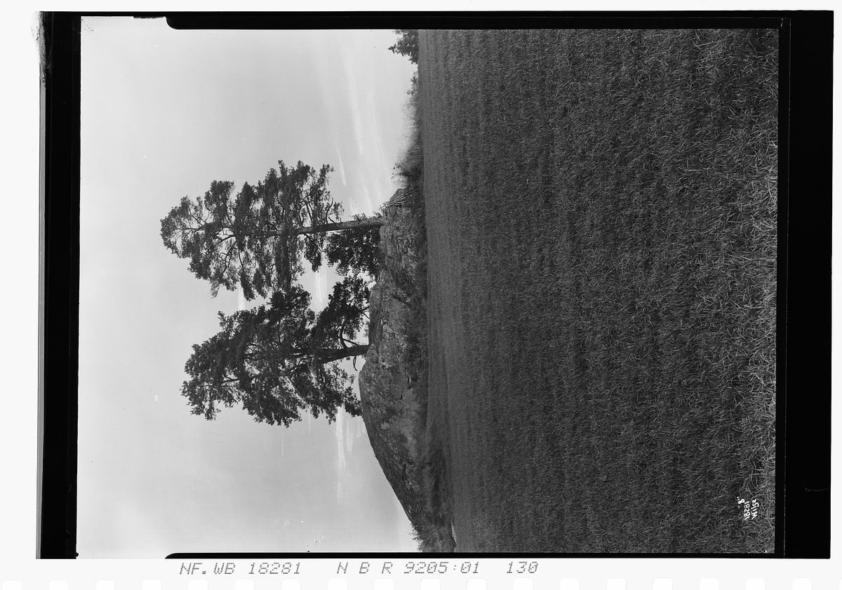 Trær står på en haug, Ekeberg gård. Fotografert 1924.