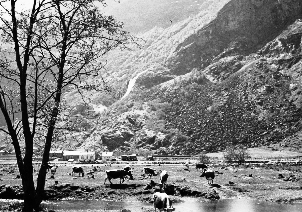 Dalføre med beitende kyr i vannkanten og gård i bakgrunn. Fotografert 1941.