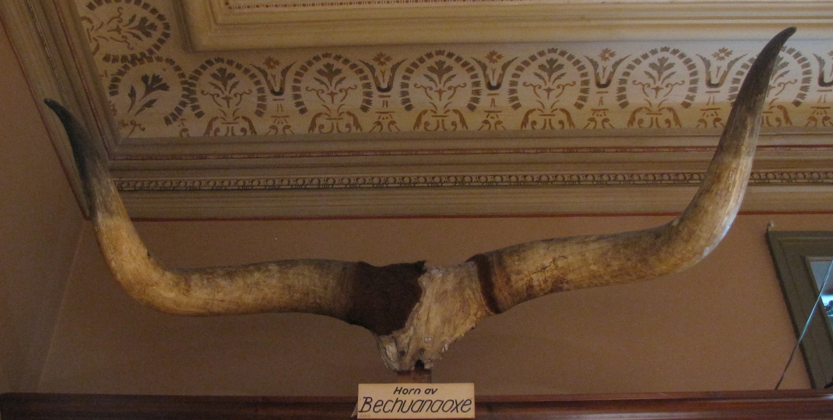 Horn av betsjuanaoxe.
111 cm långt, 45 cm i omkrets vid basen, 160 cm avstånd mellan spetsarna.

Ingår i Erikssons samling.