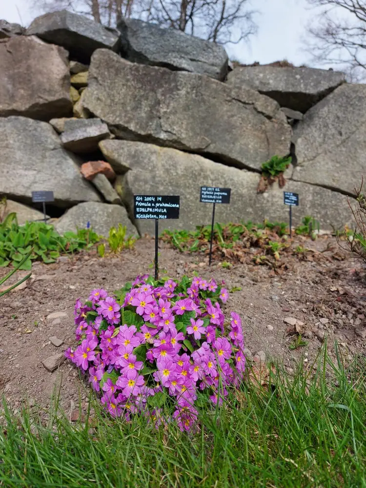 Bildet viser en hage med vakre blomster.