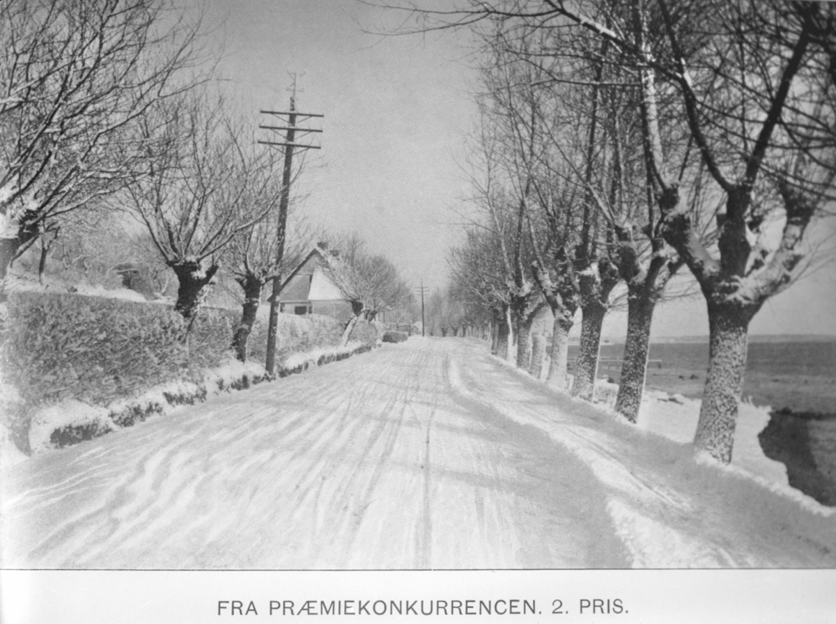 Vinter. Veiparti, allé. Fotografert i perioden mellom 1905 - 1943