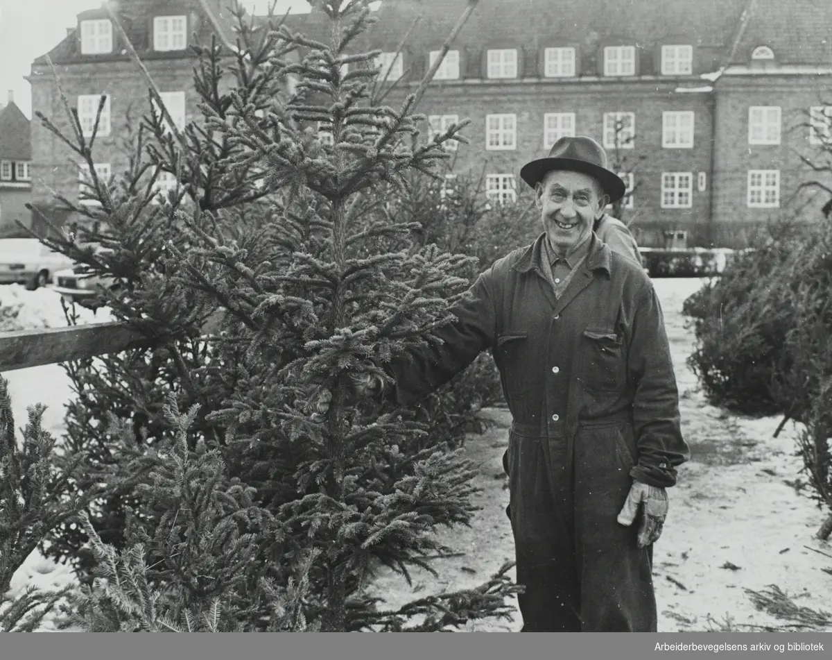 Harald Burrud har solgt juletrær på Damplassen i 40 år. Oslo, Januar 1977.