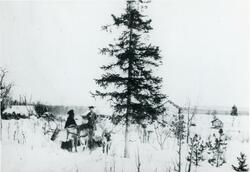 Svanvik i Pasvik. "Verdens nordligste" grantrær. 
Mannen med