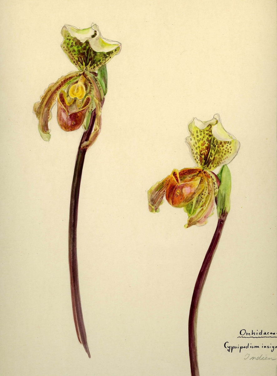 By 12259 Miranda Bødtkers botaniske akvareller. Karplanter. Vitenskapelig navn: Orchidaceae cypripedium insignis. Merket: "Indien". Signatur Miranda Bødtker. 