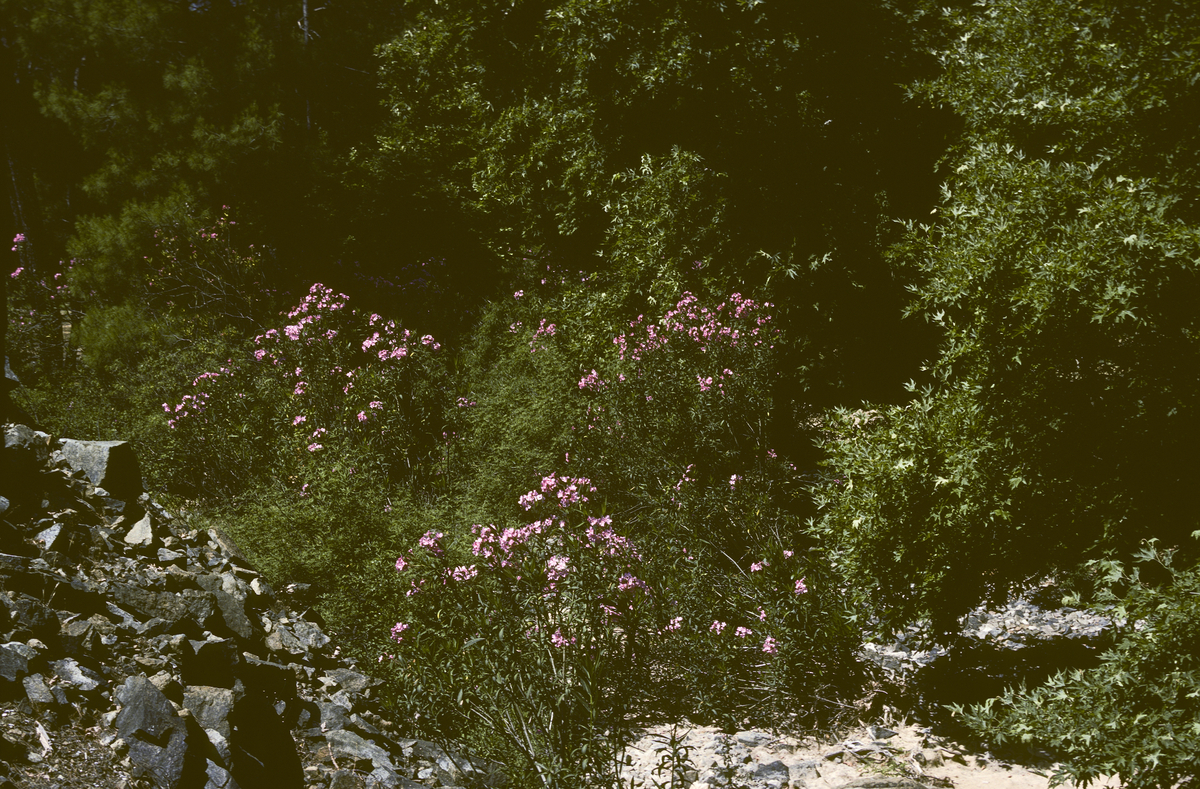 Oleander og fure. Veien Gokova Marmans.