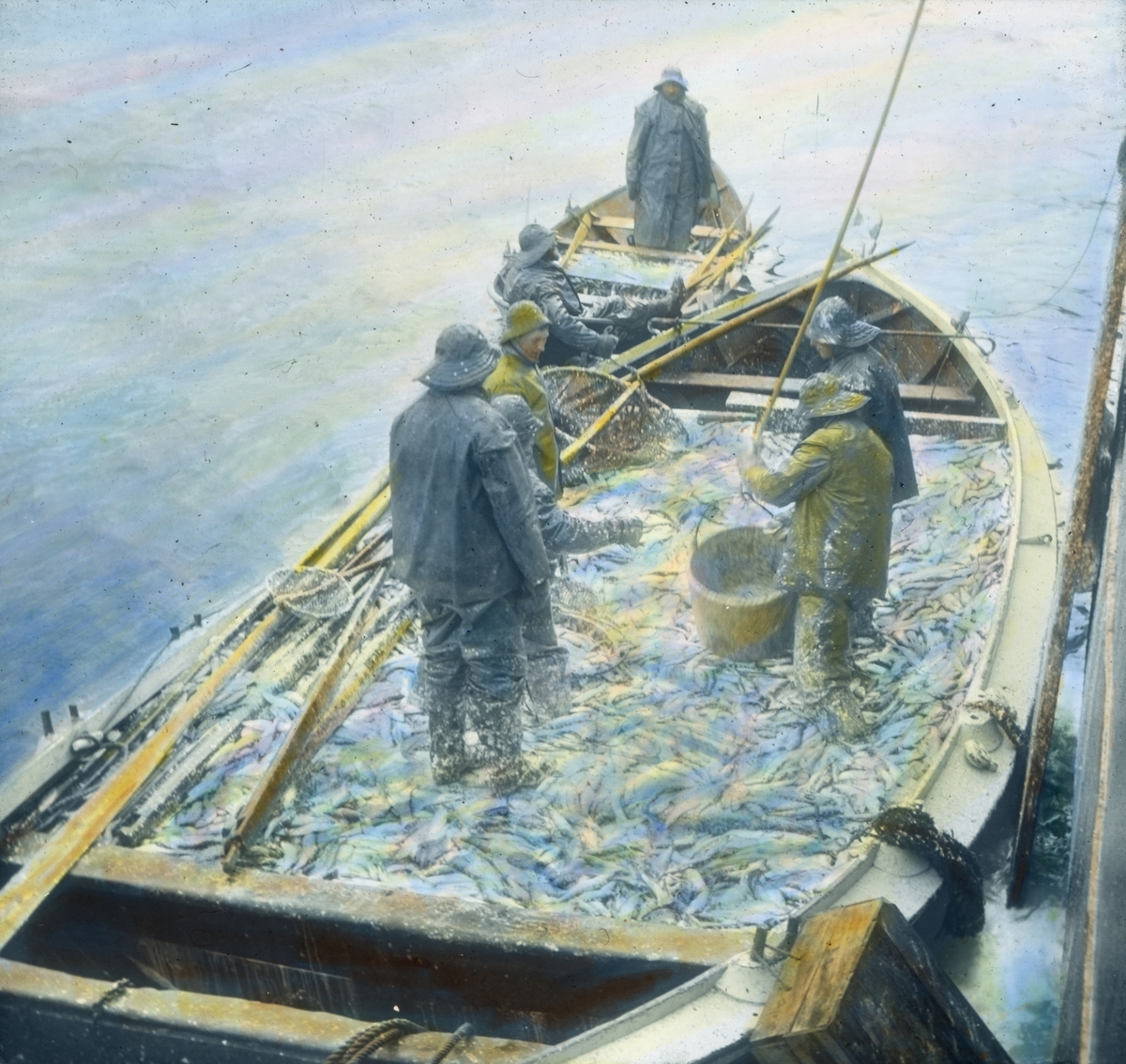 Håndkolorert dias. Fem fiskere kledd i oljehyre og sydvest står i en båt full med sild. Bak er to fiskere i en mindre robåt, også den full av sild.