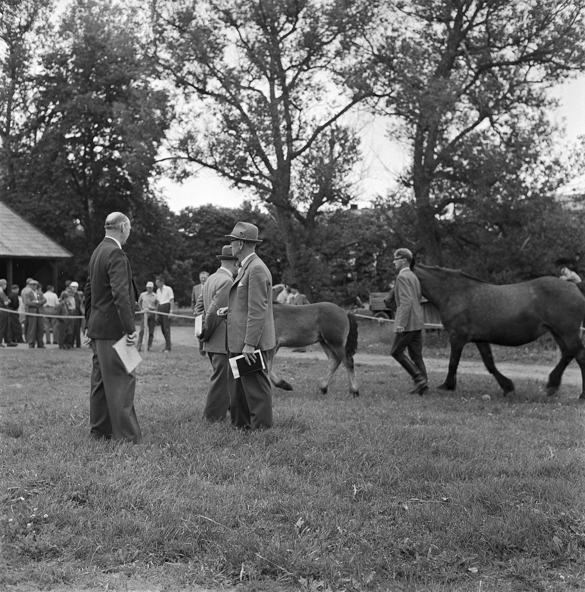 Hästpremiering i Ultuna, Uppsala 1957