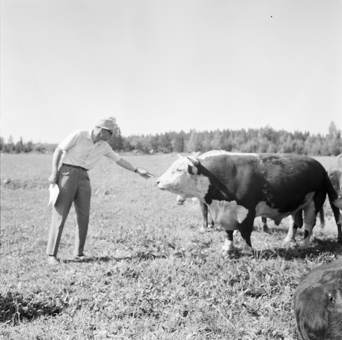 Fältvandring, Västland, Uppland 1969