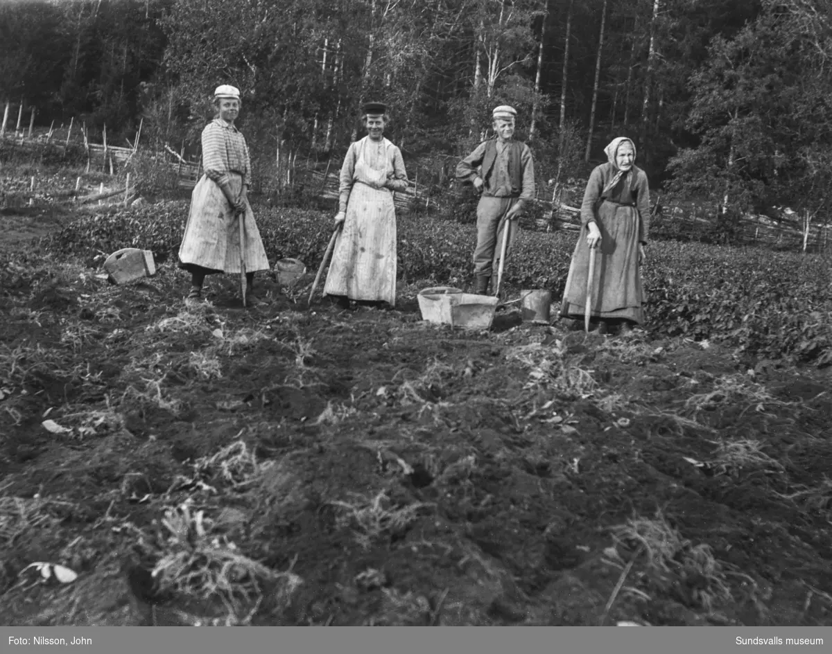 Tre kvinnor och en man jobbar med potatisskörden, troligen vid någon av gårdarna på Roken, Laggarberg.