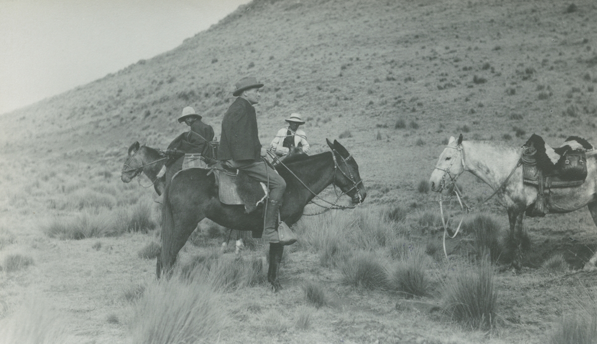 Fotografi från expedition till Peru 1920. Motiv av tre expeditionsdeltagare som rider på hästar i ett bergslandskap.