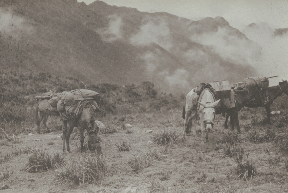 Fotografi från kuvert märkt med "Ernst Nordenskjöld". Motiv av fyra hästar i ett dimmigt bergslandskap.