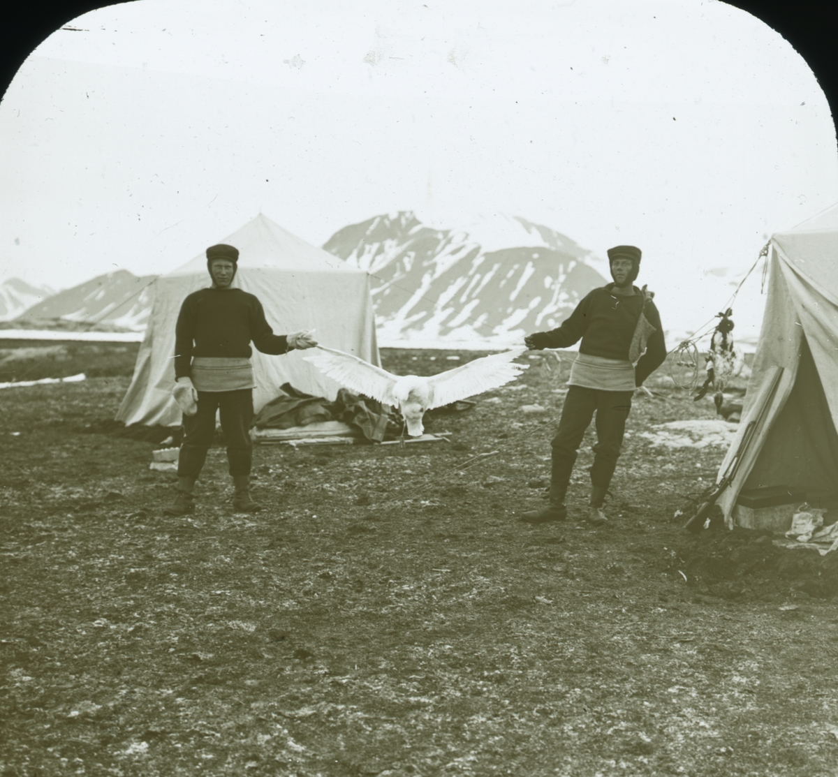 Fotografi från expedition till Spetsbergen. Motiv av två män som håller i en vit fågel.