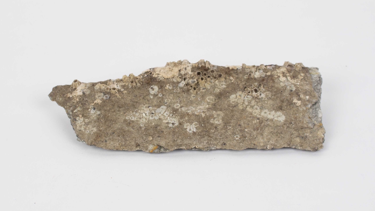 Fragment av kvernstein funnet ved Festningskaien, Bergen