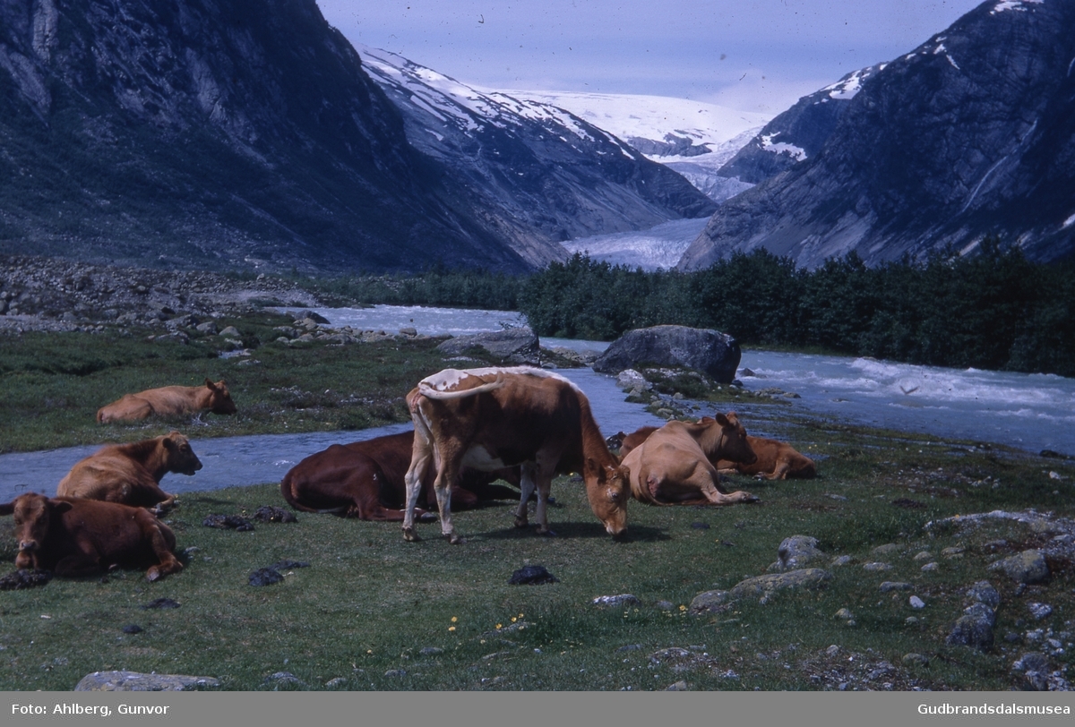 Jostedalen 1968
Nigardsbreen, beitande kyr