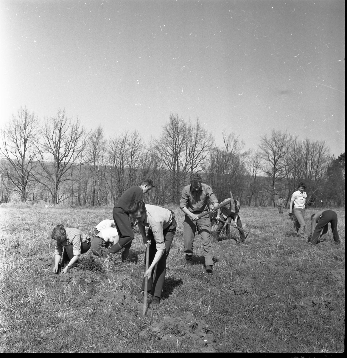 Skogsplantering på Röttles raster april 1961. Flera personer står med hackor och gör hål i marken. Några sitter på huk och planterar träd.