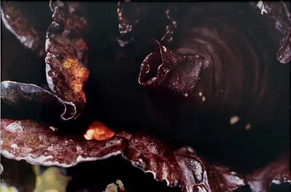 Close-up of a red cabbage in the field. Photographed at night with flash, the leaves are illuminated and glossy from rain or dew.