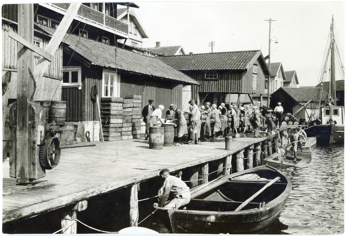 Skrivet på baksidan av fotot: En liten armé av glada fiskarjäntor saltar makrill på en brygga i Smögen.
Fotograferat av: G.B.G. museum