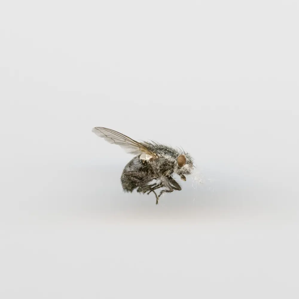 Close up photography of a dead fly.