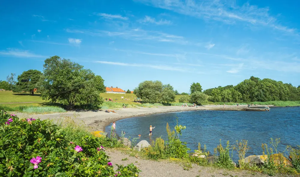 Bilde av en strand omkranset av løvtrær. Helt nærmest sees en busk med rynkeroser. Sommer og blå himmel. Fotografi.