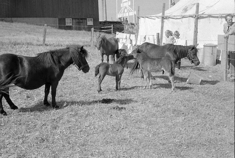 Hästutställning/hästmarknad i Skara 1957.