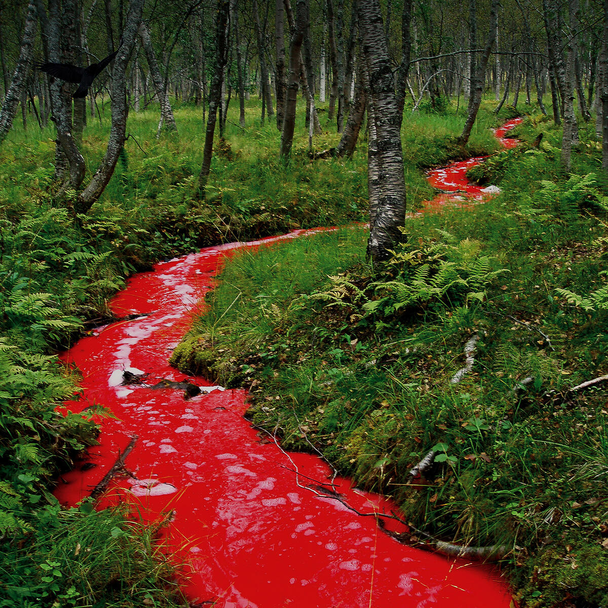 En rød elv svinger gjennom en skog med bjørkestammer og grønn skogbunn. En svart fugl skimtes i venstre hjørne. Fotografi.