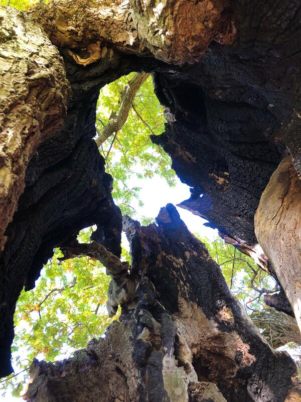 En hul eiketrestamme sett innenfra og opp. Gjennom to hull i treet skimter vi himmel og grønt bladverk. Fotografi