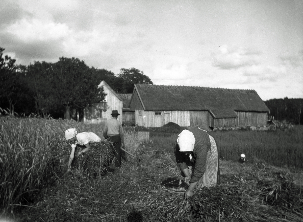 Skörd och upptagning av säd på Store-Hansa i Ulvatorp. Mannen går med lien och två kvinnor i hucklen knyter nekar. I bakgrunden ligger gården med bostadshus och uthuslängor med halmtak.