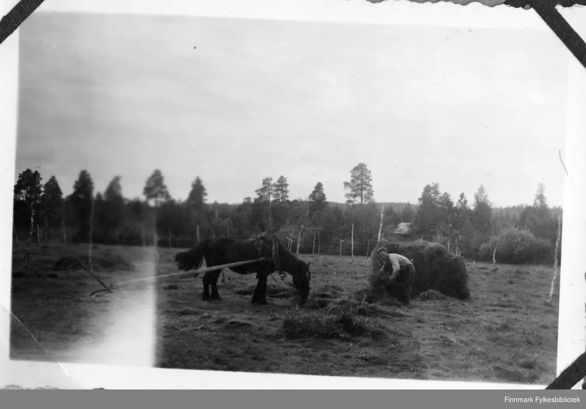 Høyonna på Løvli i Pasvik, 1947.