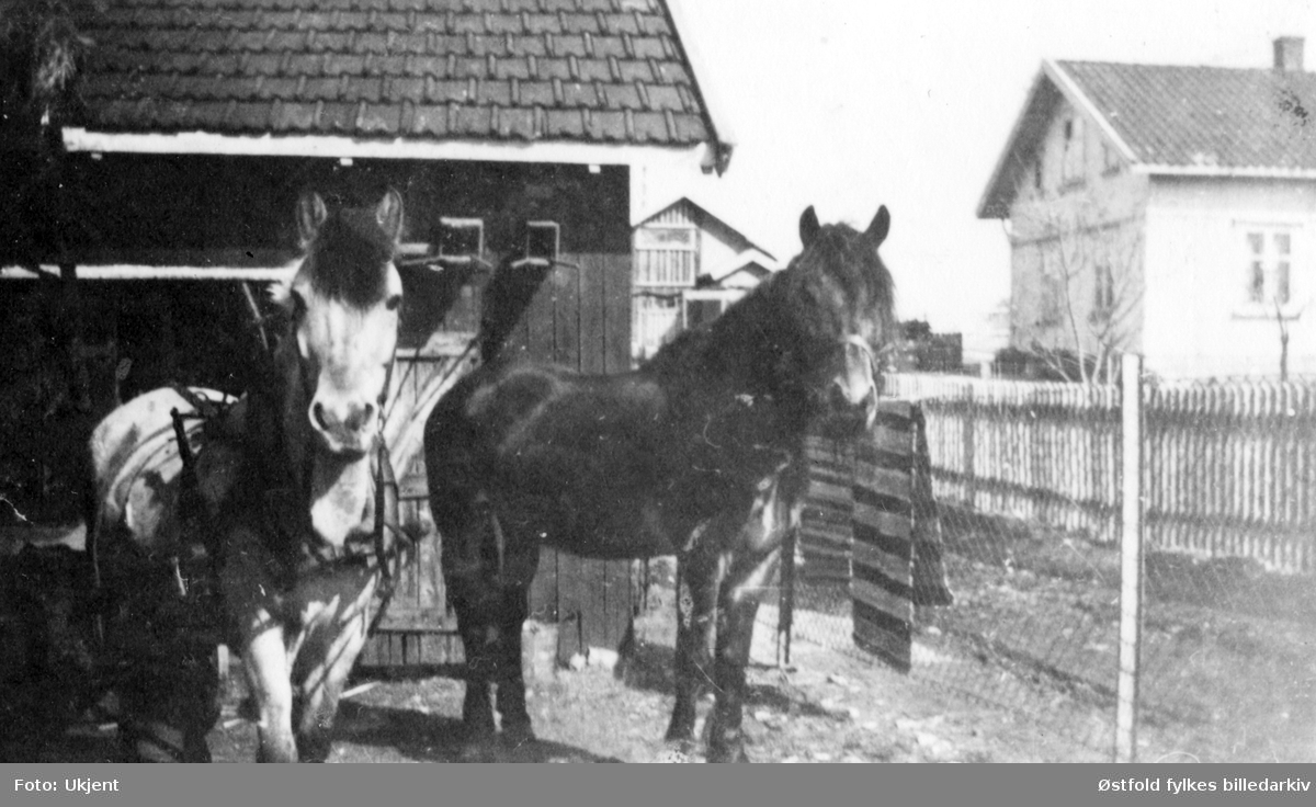 Hester som kjørte ved fra Haugebruket i Rolvsøy. Eiere var brødrene Hans og Ludvik Huser. Bildet er fra Saksegårdsfjellet ca. 1930. Flere opplysninger - se ØFB.1994-00043.